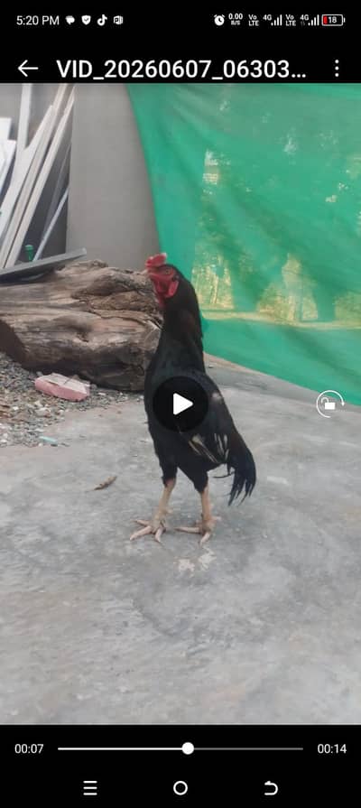 mianwali haldi active breeder urgent sale