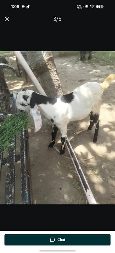 2027 ki qurbani ke liye Bakra behtarin chij Rajan puri nasl desi bakra