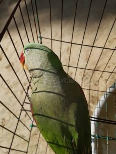 green parrot pair