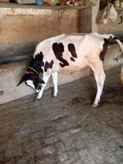 Pure frizen cow