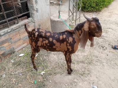 Bakra ando