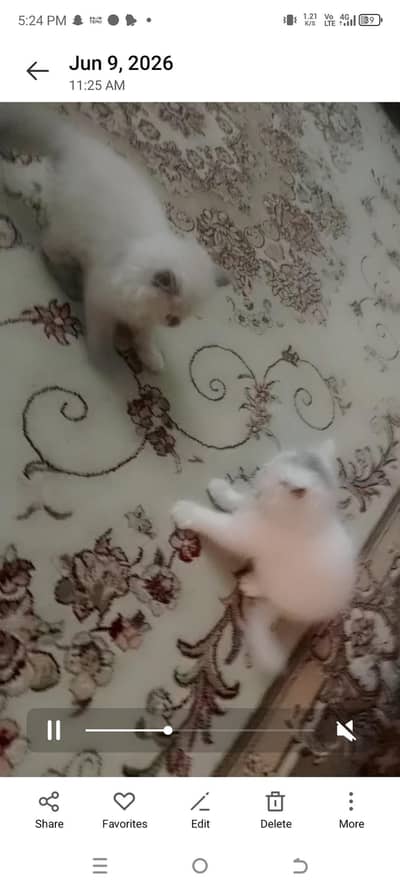 male kittens