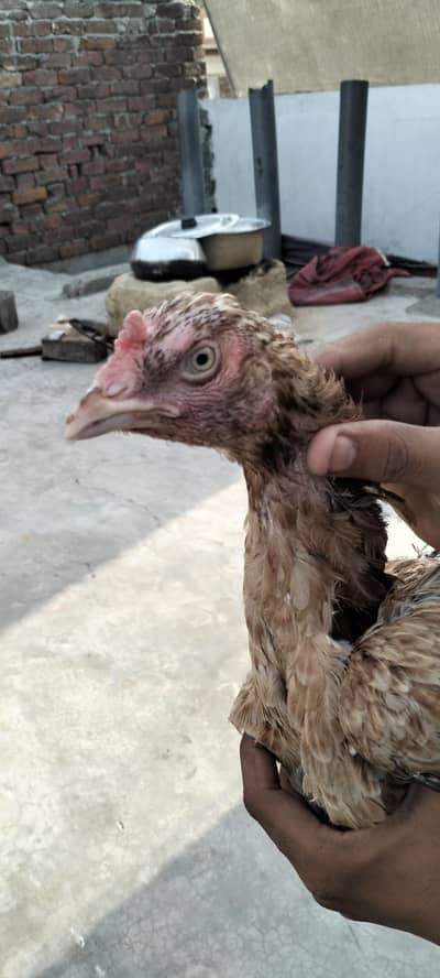 Aseel | Madi | For Sale| Pure Aseel Female| For Sale|