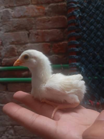 Heera chicks/ Heera Aseel chicks / White chicks/ Heera choozy