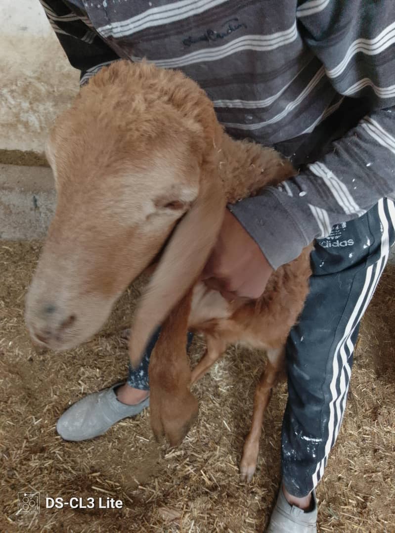 Sheep 0