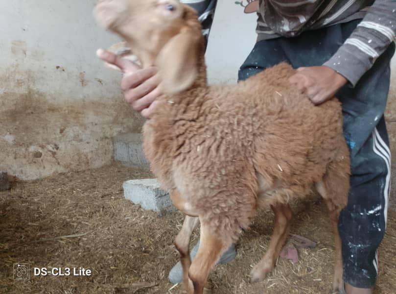 Sheep 1