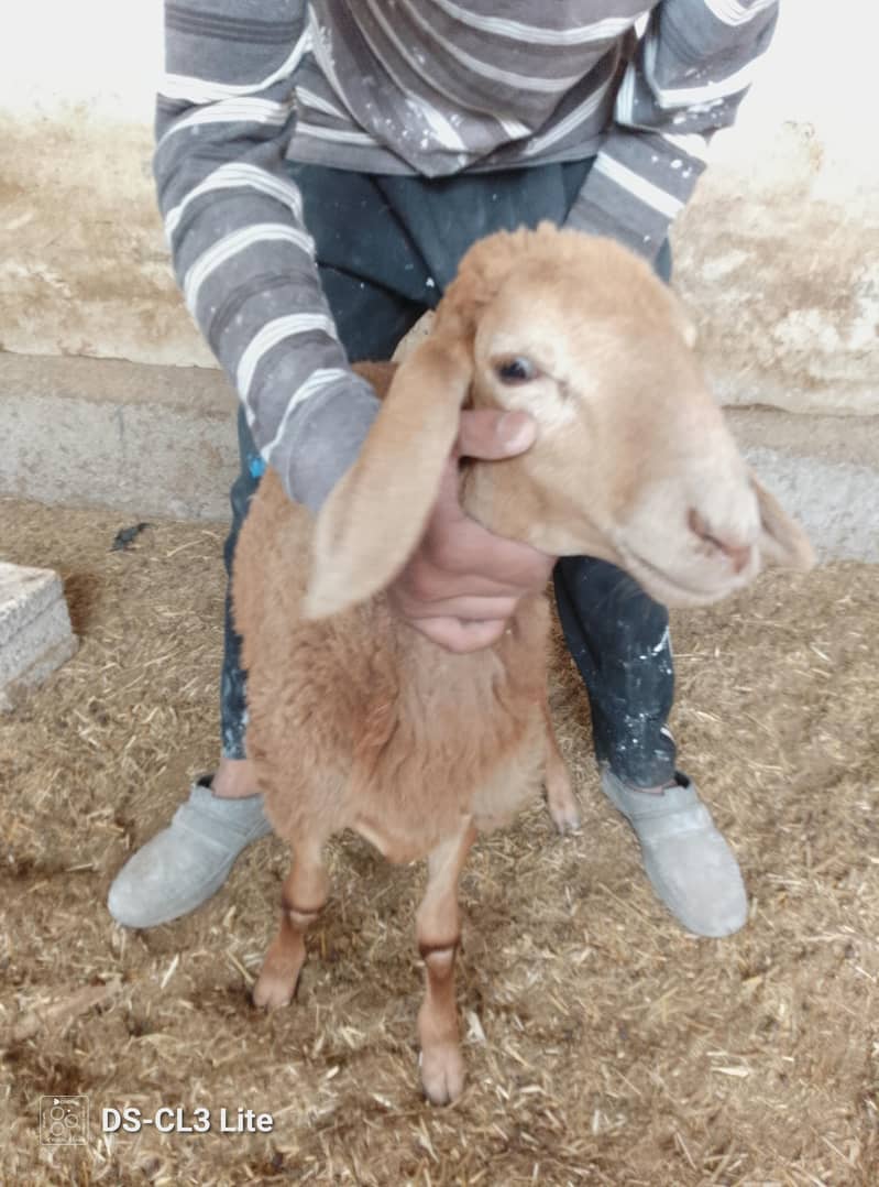 Sheep 2
