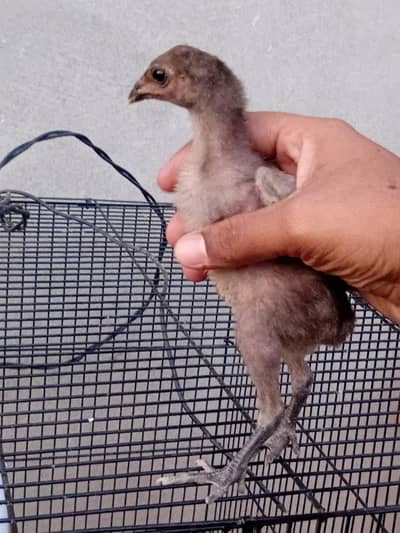 dragon thai chicks