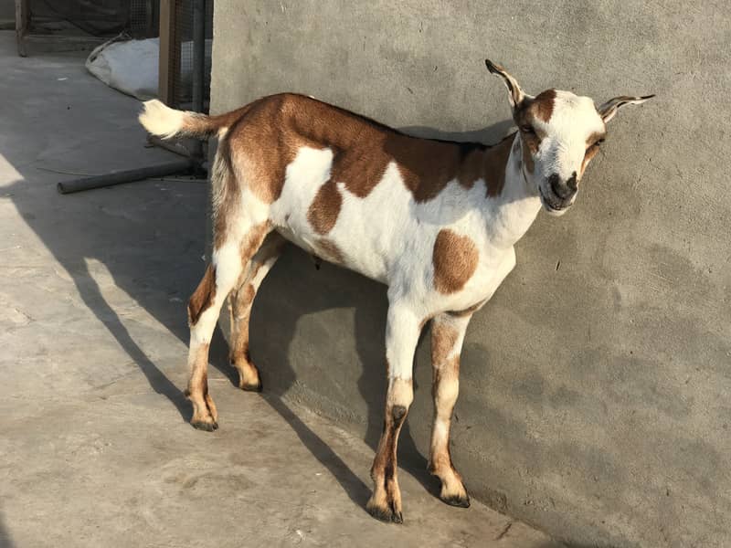 Teddy bakra 1