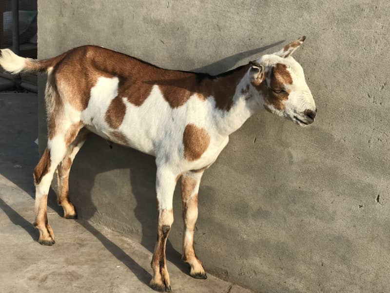 Teddy bakra 2