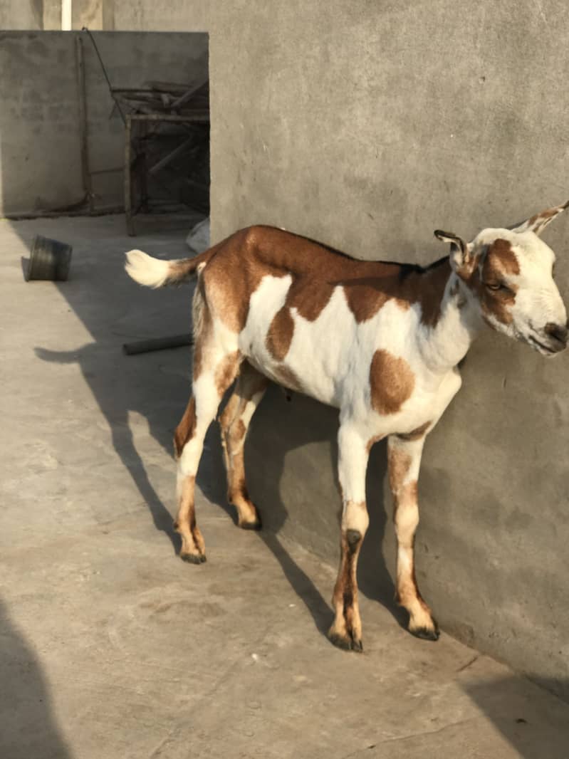 Teddy bakra 3
