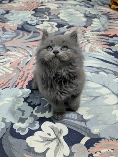 Persian Kittens