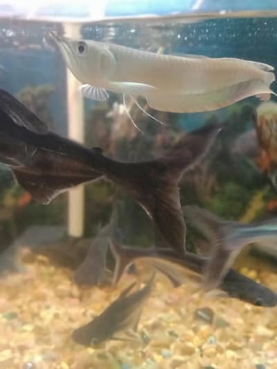 beautiful arowana  fish