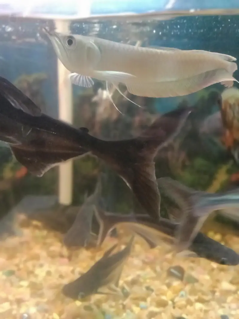 beautiful arowana  fish
