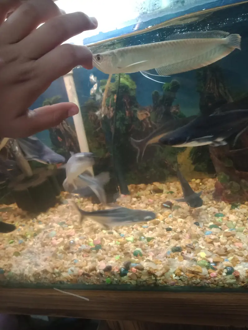 beautiful arowana  fish — photo 2