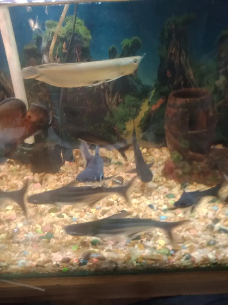 beautiful arowana  fish — photo 3