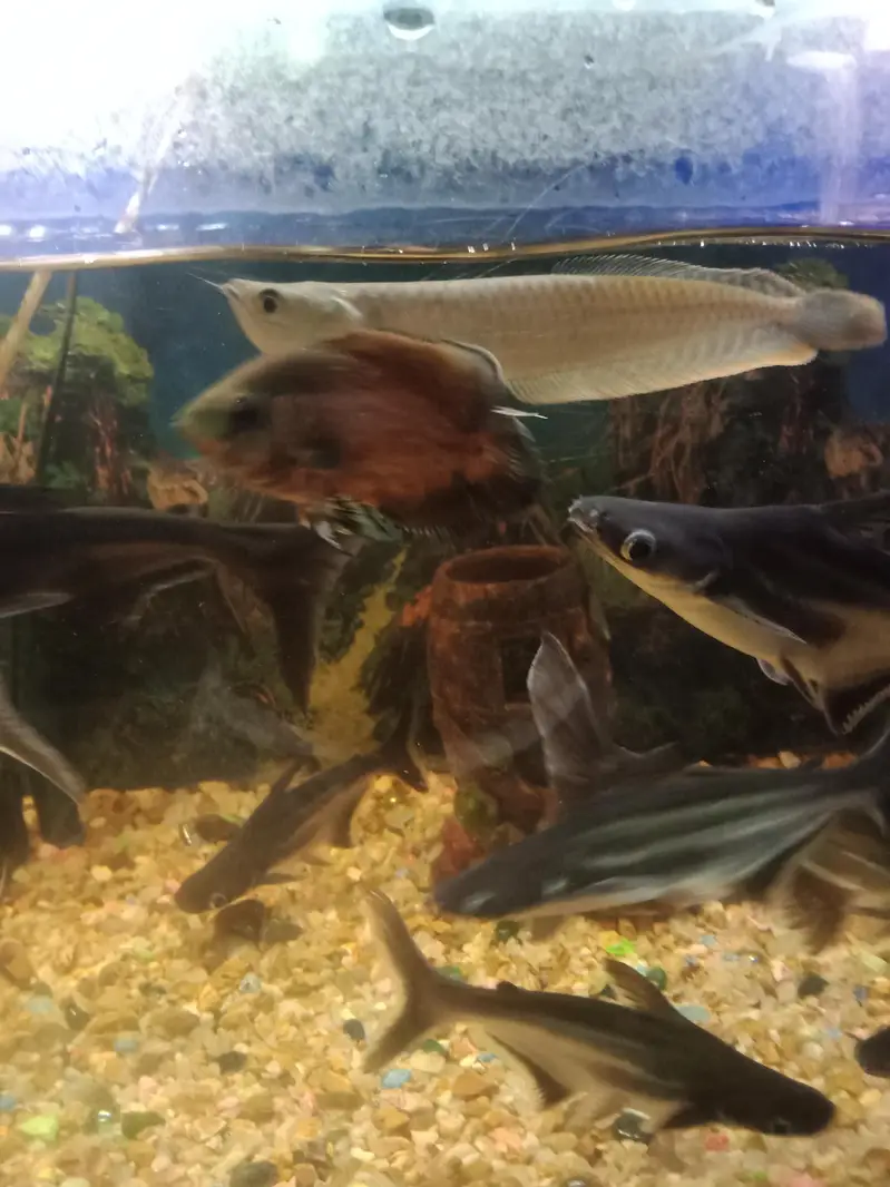 beautiful arowana  fish — photo 4
