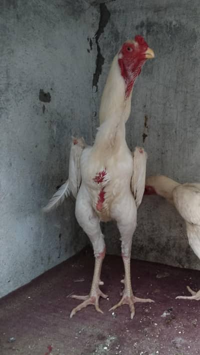White Shamo Male for sale