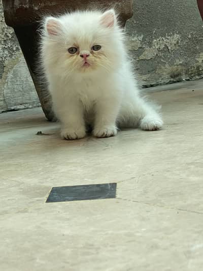 Persion 3 coated male kitten extreem punch face