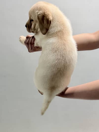 British Labrador Female Puppies Available for New Homes 