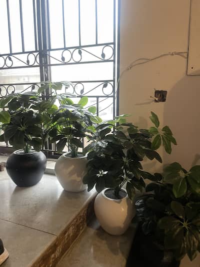 fake plants