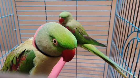  Raw Parrot Pair For Sale 
