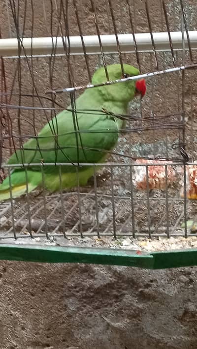 male pata ring neck