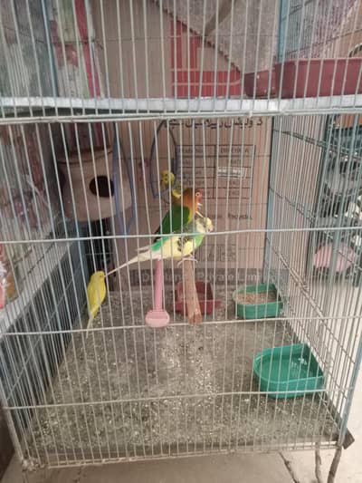 1 paire cocktail. 1 love bird. 3 bijri for sel with cage