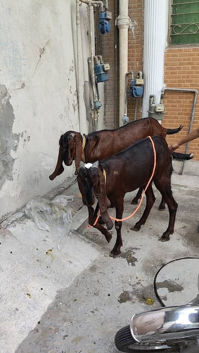 2 Naagra Beetal Male Goats for Sale