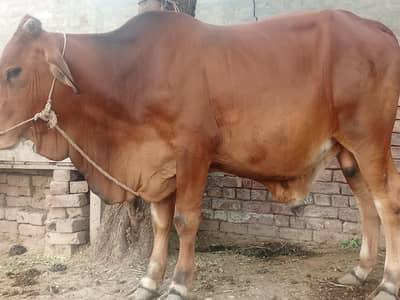 sahiwal bachra