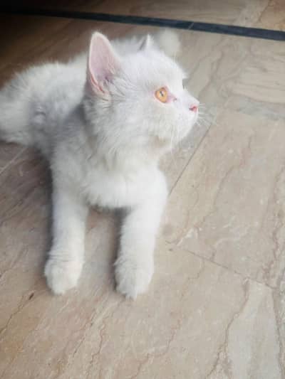 persian cat white male