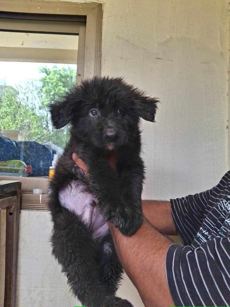 Black German Shepherd puppy| brown German Shepherd dog | Gsd |puppies 0