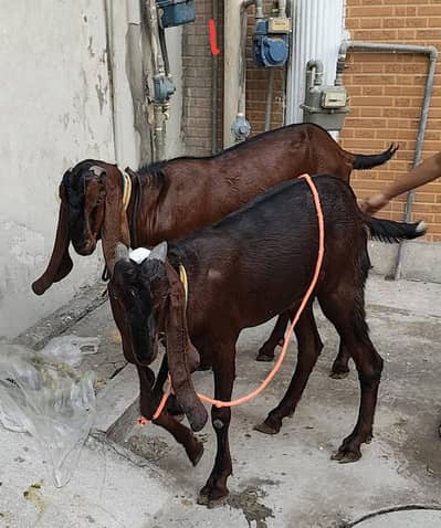 2 Naagra Beetal Male Goats for Sale