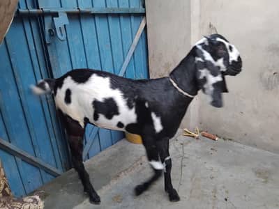 03295910656  Bakri 6 month female