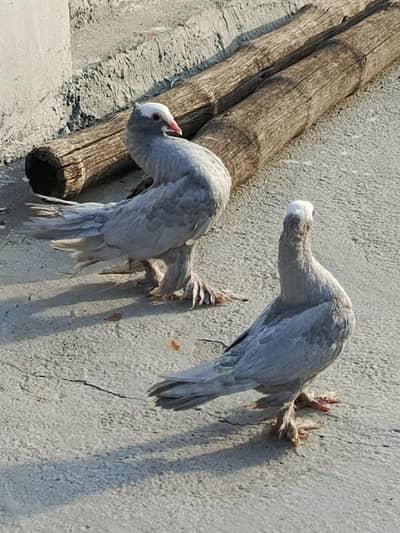 silver mukhi pair