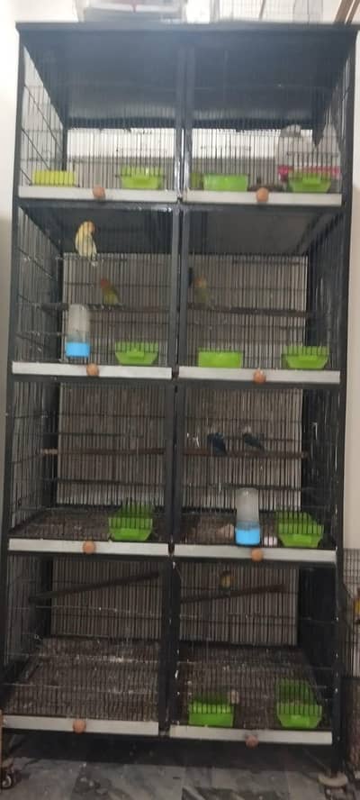 birds
