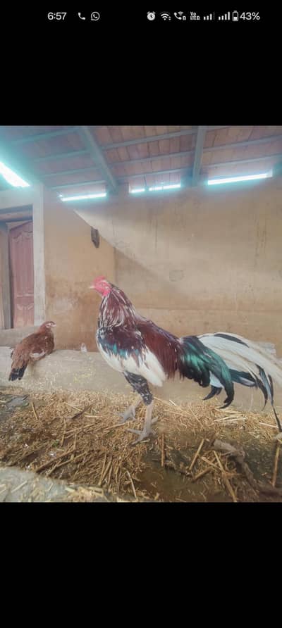 chena Aseel murga