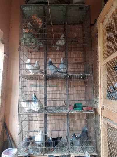 12 portion cage for sale