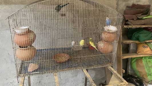 Parrots