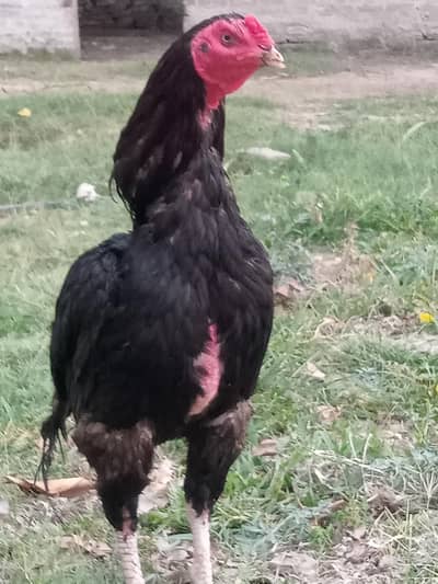 Aseel  pair and 6 crhicks available for sale