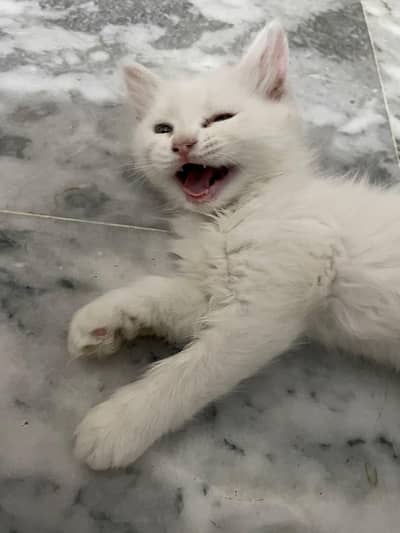 double coat prisen kitten
