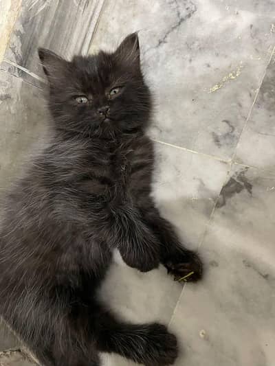 double coat prisen kitten