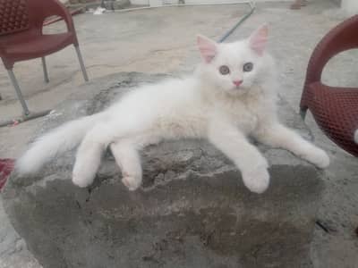 Male Persian Kittens (2)