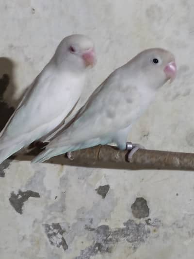 Lovebird (albino) for sale