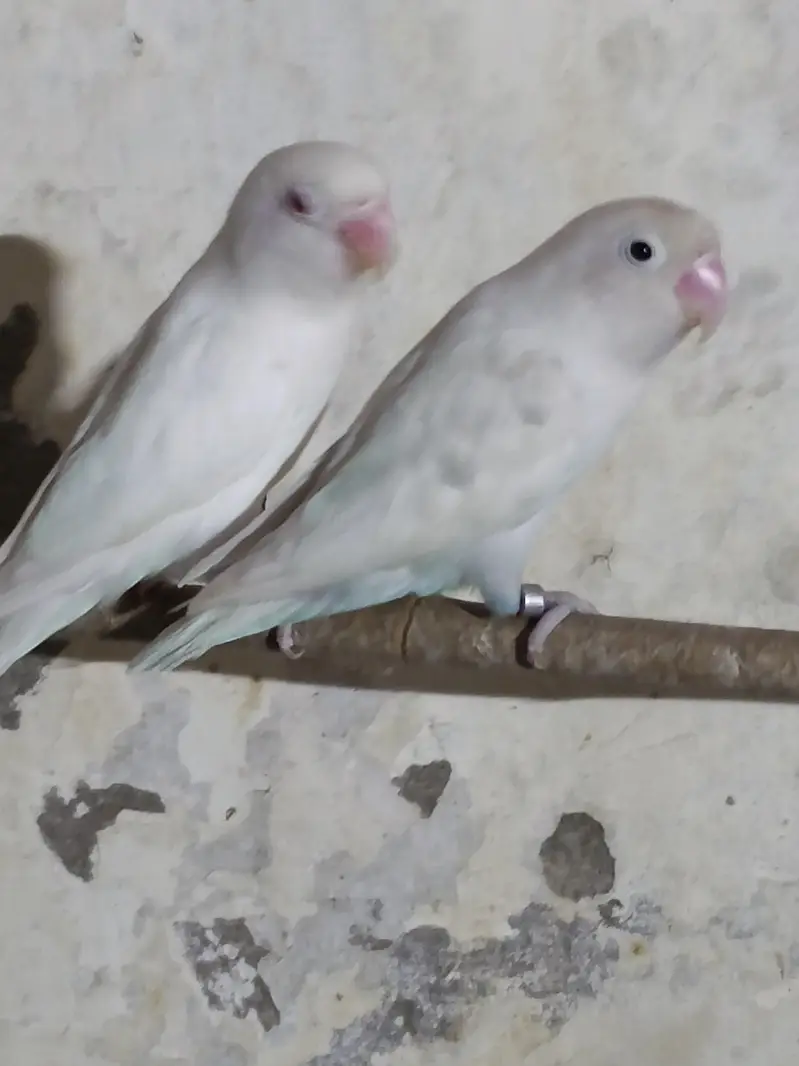 Lovebird (albino) for sale