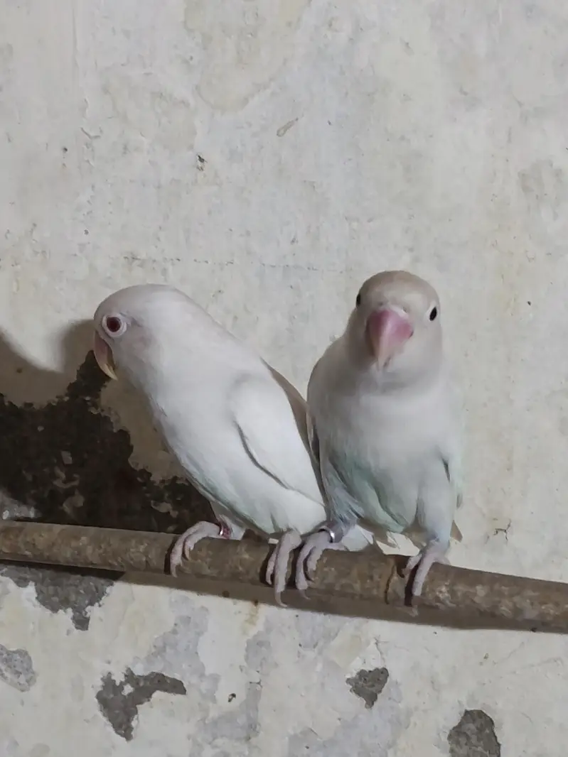 Lovebird (albino) for sale — photo 2