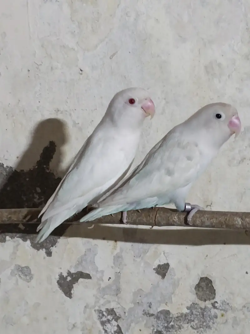 Lovebird (albino) for sale — photo 3