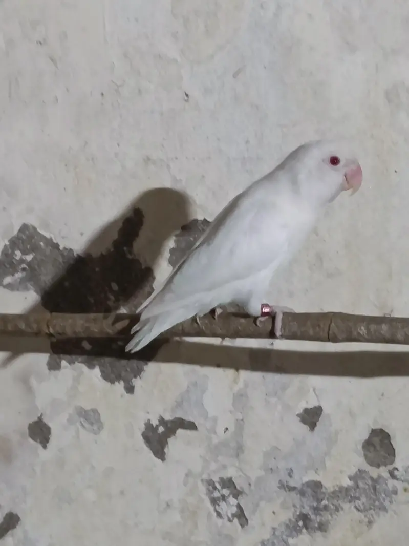 Lovebird (albino) for sale — photo 4