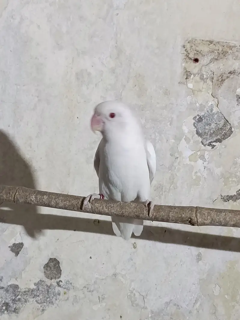 Lovebird (albino) for sale — photo 5