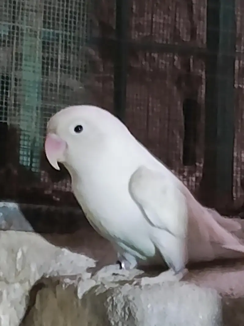 Lovebird (albino) for sale — photo 6